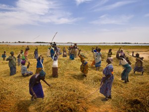Rice Harvest near Timbuktu