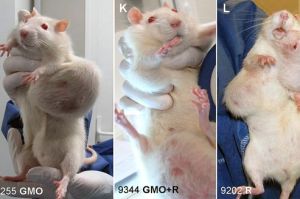 FRANCE-RESEARCH-FOOD-HEALTH-GMO