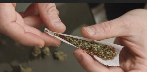 6491443-cannabis-cocaine-des-drogues-plus-cheres-et-moins-pures