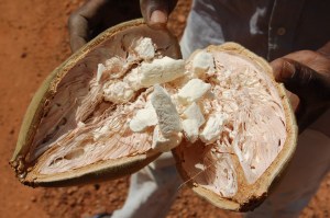 Baobab_seed_2006-03-24