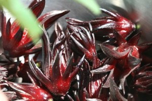 fleurs-de-bissap-fleurs-dhibiscus-baomix-agoji-bissap