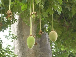 fruit baobab