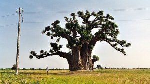 Senegal-Africa-baobab-tree-huge-jipol-best-picture-gallery